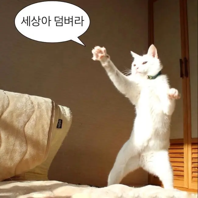 GrassyCar3251의 맞쨩뜨자는 고양이