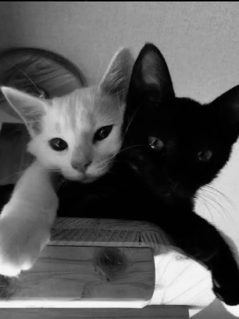 komqmilkoy의 milkoy