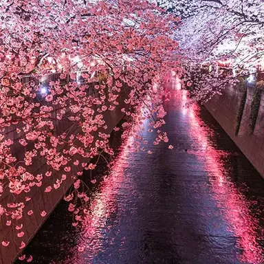 Profile image of 고죠 사토루