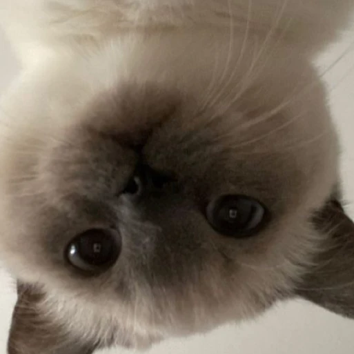 오뉴