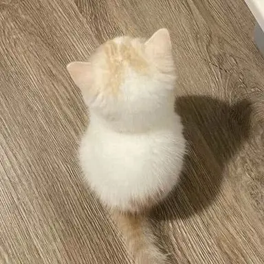 Profile image of 하랑