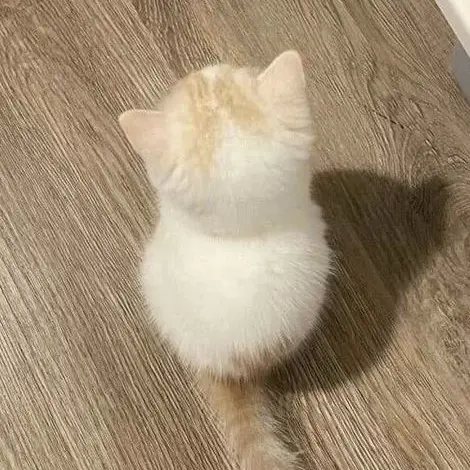 Ryuyi의 아기고양이 하랑