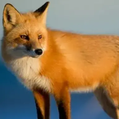 Profile image of Yeou
