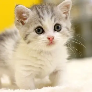 Profile image of レイ