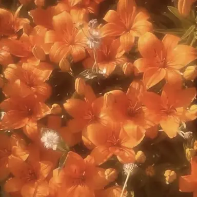 Profile image of 덕개