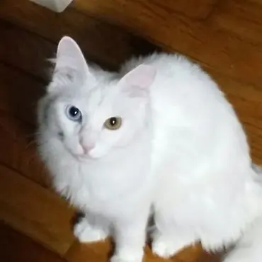 Profile image of ゆき