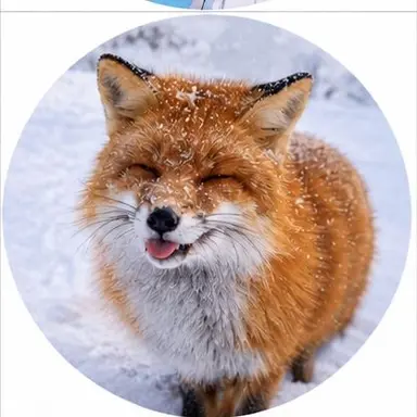 Profile image of 여우