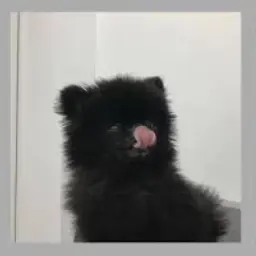 Profile image of ナムギュ