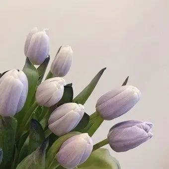 Profile image of 멜로우