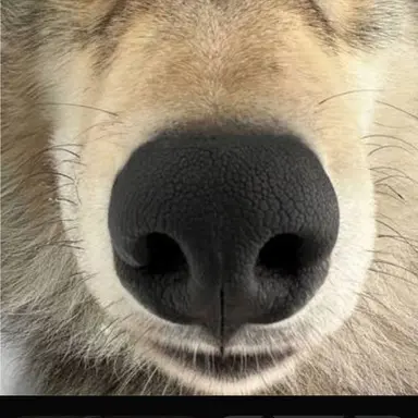 Profile image of 늑대