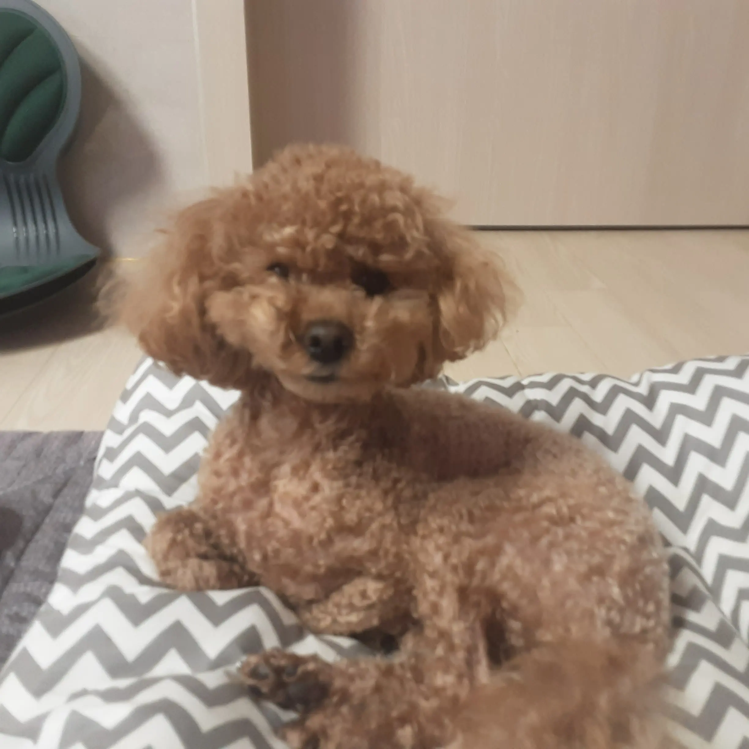 HuskyShark3877의 귀여운꼬미에게간식주기