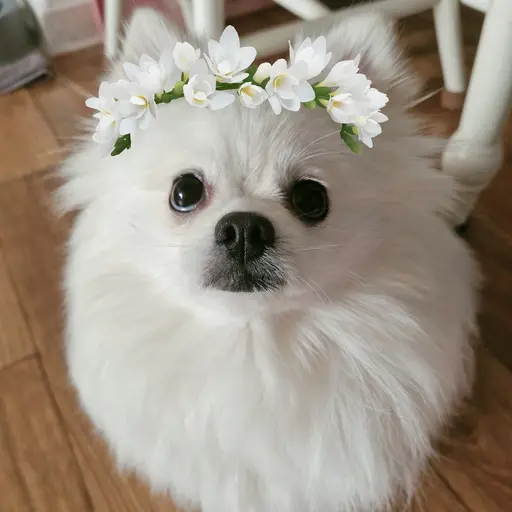 pmy0720의 두부