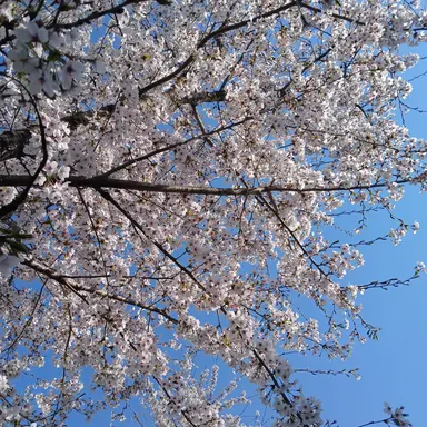 Profile image of 여학생들