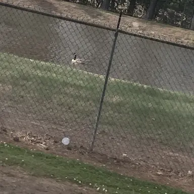 Profile image of Ryker Voss