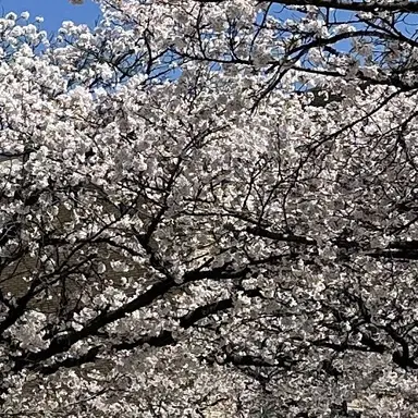 Profile image of 츠키노 유메