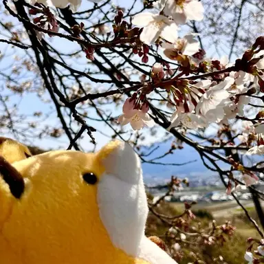 Profile image of 松倉海斗