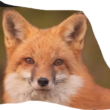 Profile image of 여우