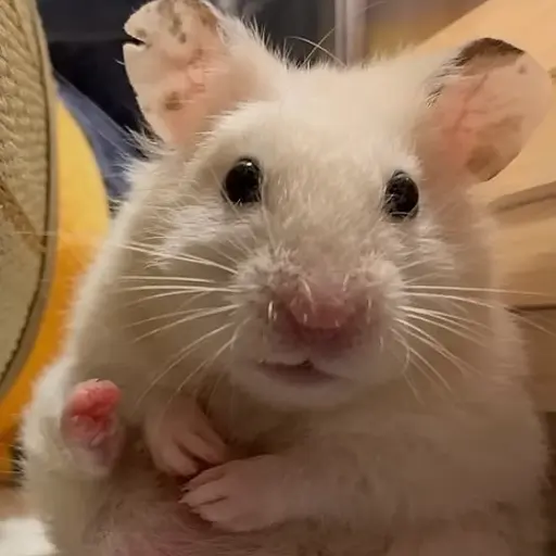 yerin_YEONZ의 햄주원🐹