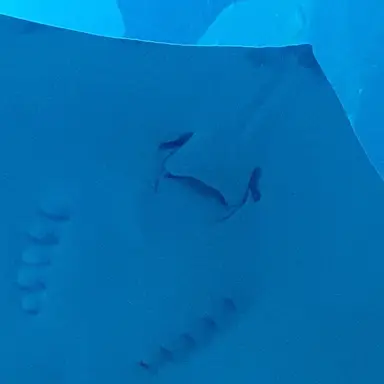 Profile image of 여우