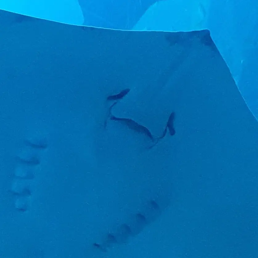 TXT_MOA_forever의 ㅌㅂㅌ 마음은 여우