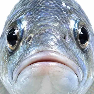 Profile image of 魚