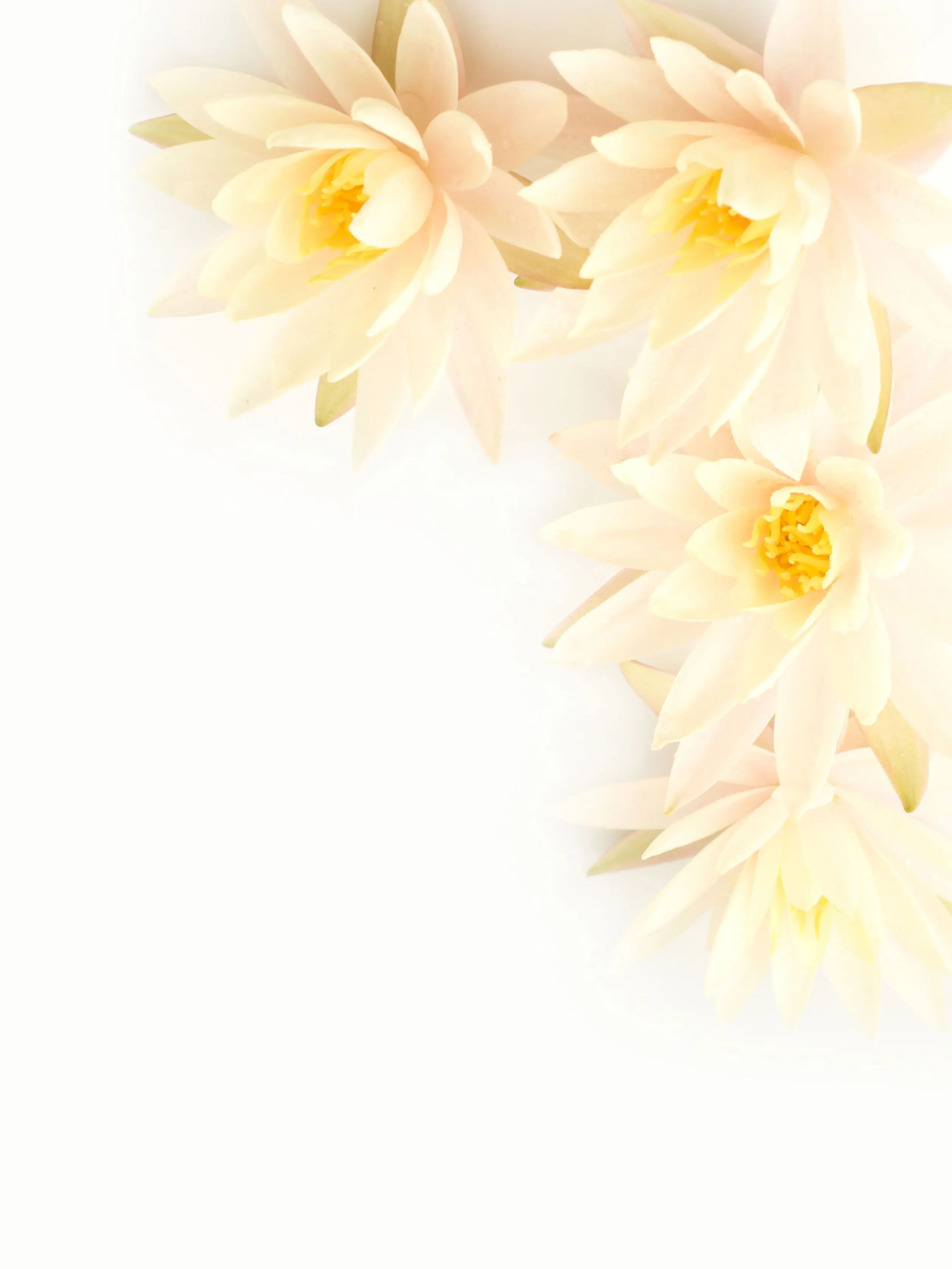 niko_lemon의 ハニトラ？