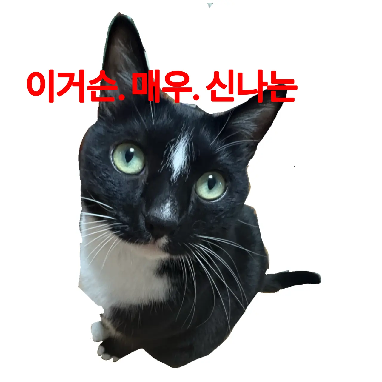 1205isfp의 트위터 코코 