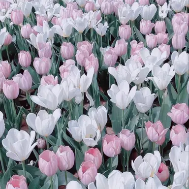 Profile image of ディマ