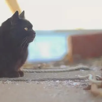 Profile image of 榊ネス