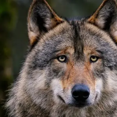 Profile image of 늑대