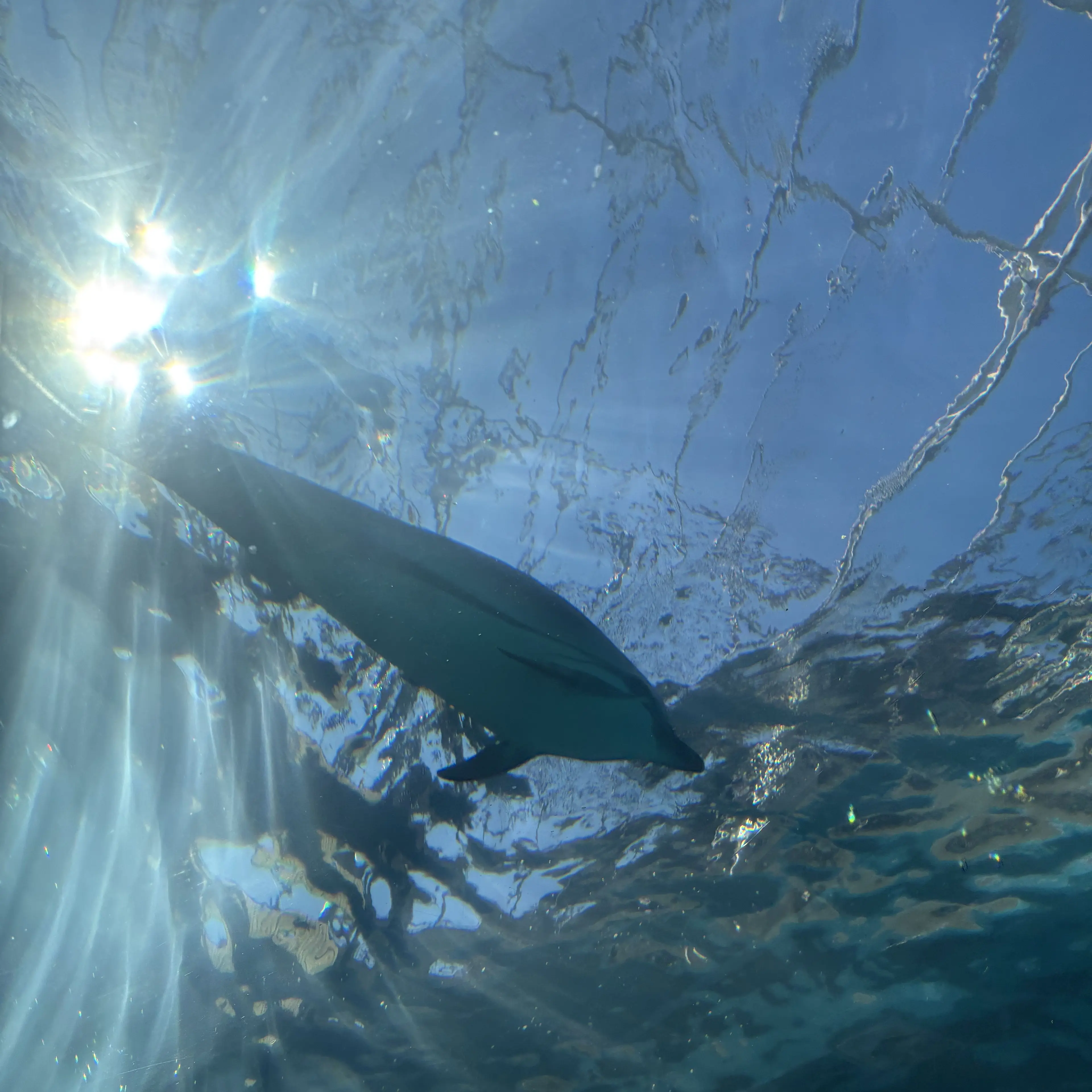 OddLake5304의 トラ2