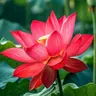 Profile image of 阿形