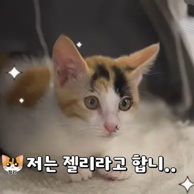 Profile image of 젤리