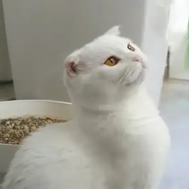 Profile image of 두부