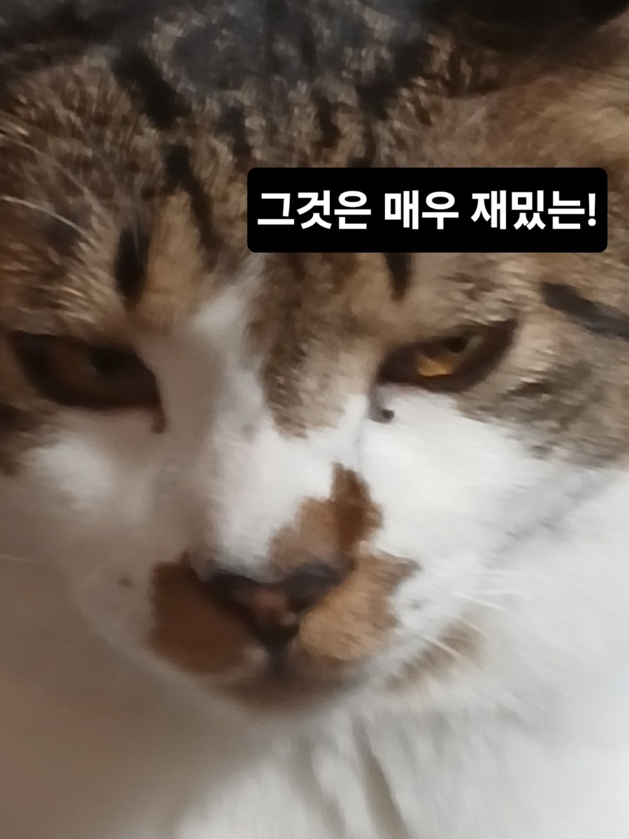포세이큰이랑 수학여행! 대표 이미지