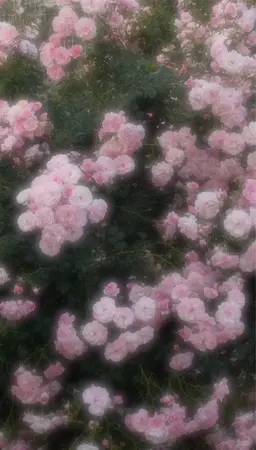 Profile image of 라챤