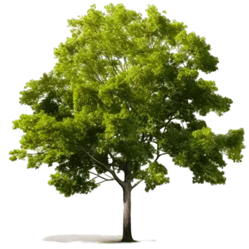 PuristSeal6212의 응애가 된 쿠오븐, 쿠킹덤 최강자들