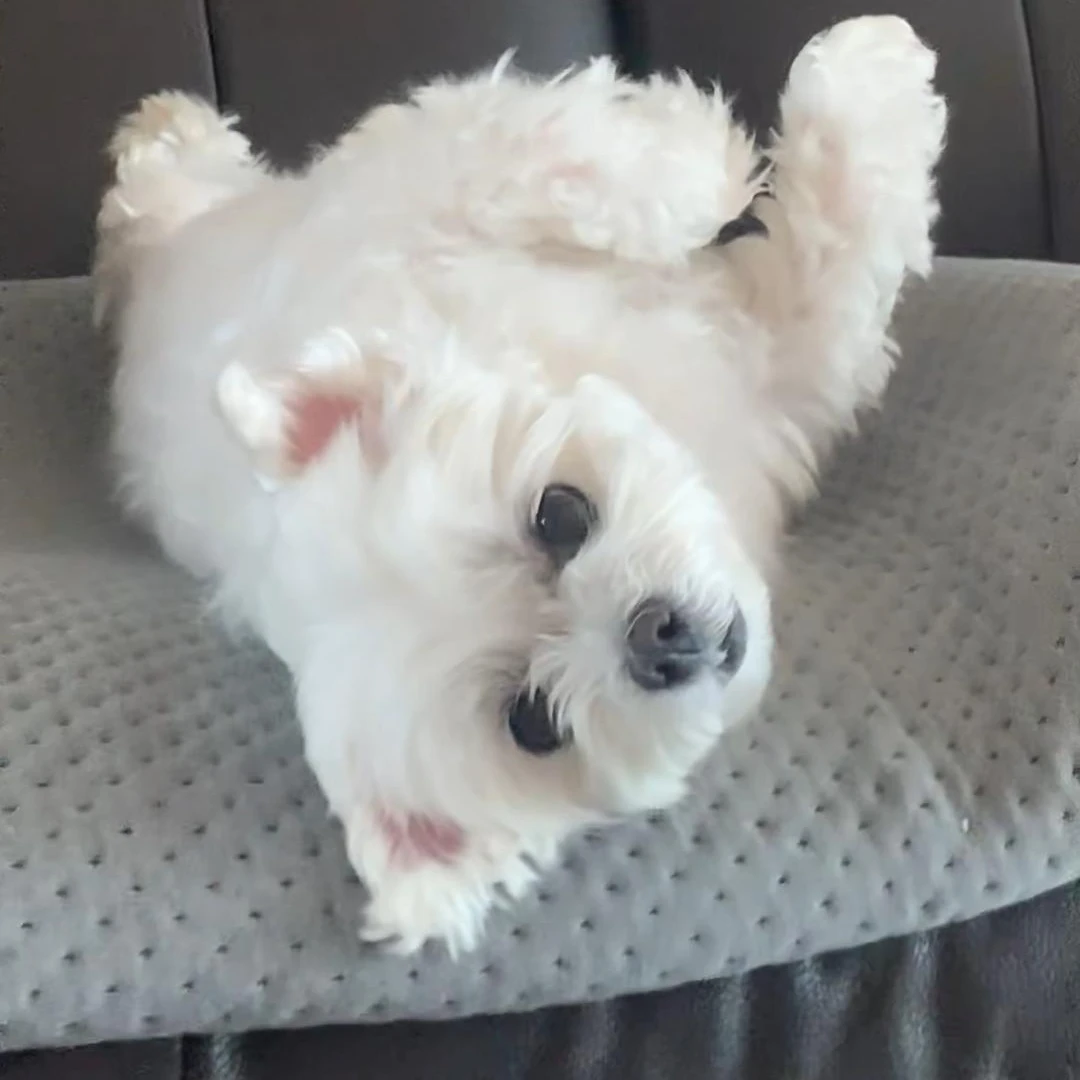 악마개