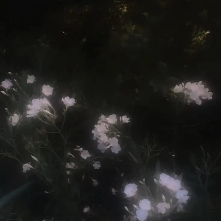 SuperbBack3921의 飼い猫