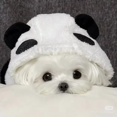 Profile image of 구름이