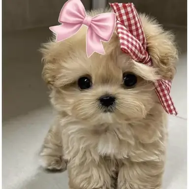 Profile image of 코코아