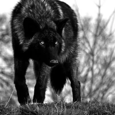 SnowyBilby6975의 TF141-Alpha