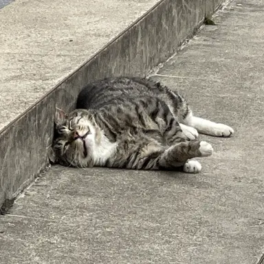 Profile image of 김리온