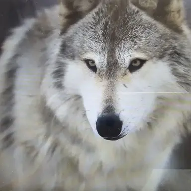 Profile image of 늑대