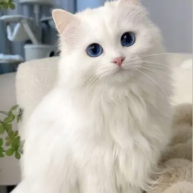 Profile image of 루루