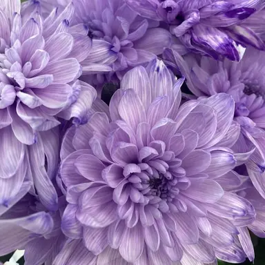 Profile image of 星導ショウ