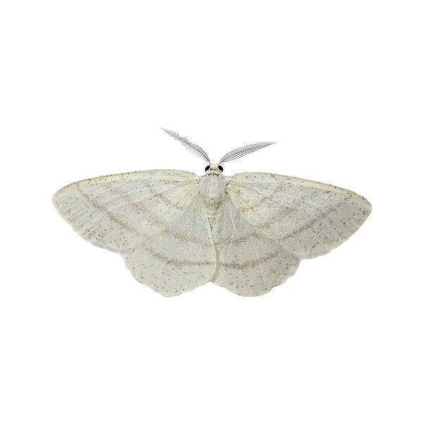 온야 대표 이미지