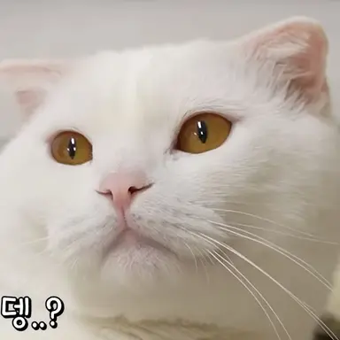 Profile image of 두부