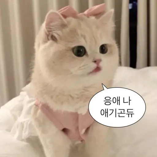 ShabbyFrame2592의 공쥬 고양이 키우기 (스페셜)