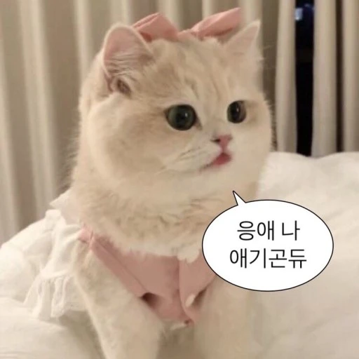 공쥬 고양이